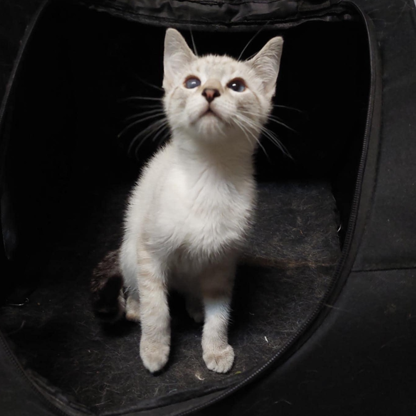 Gobbles, Baby Male Siamese