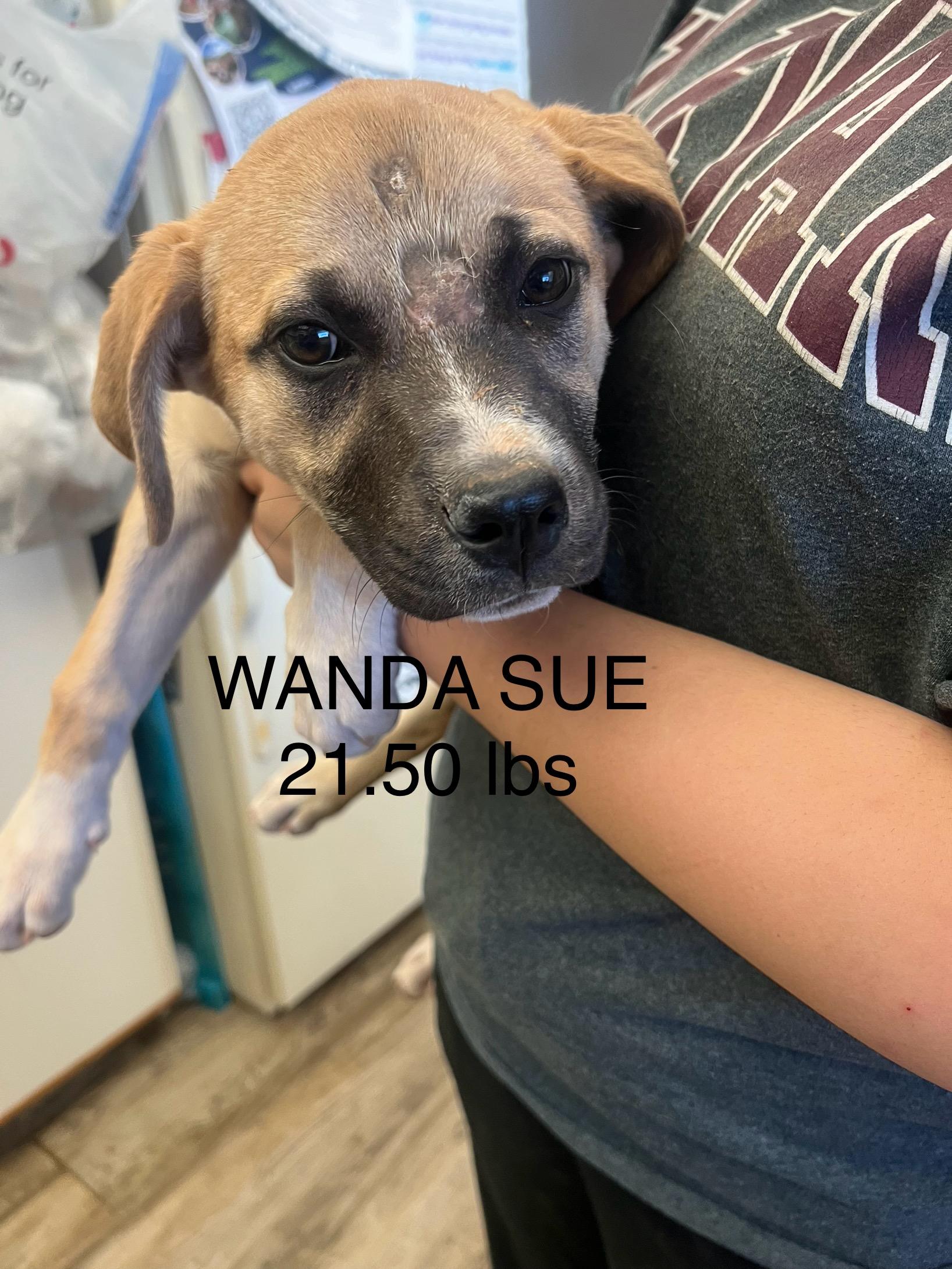 Wanda Sue, a Adoptable mixed breed in Phoenix, AZ image 1/6