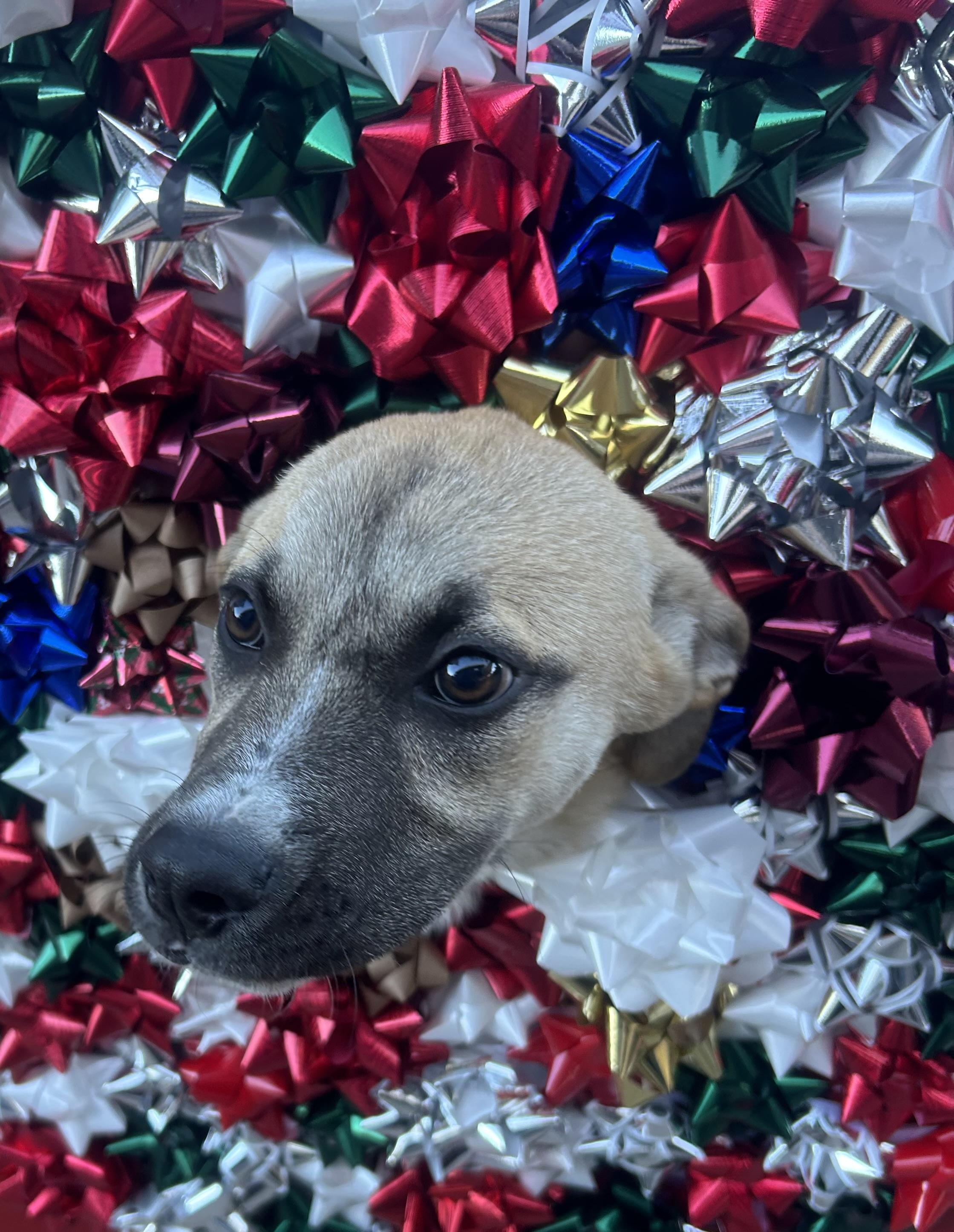 Wanda Sue, a Adoptable mixed breed in Phoenix, AZ image 2/6