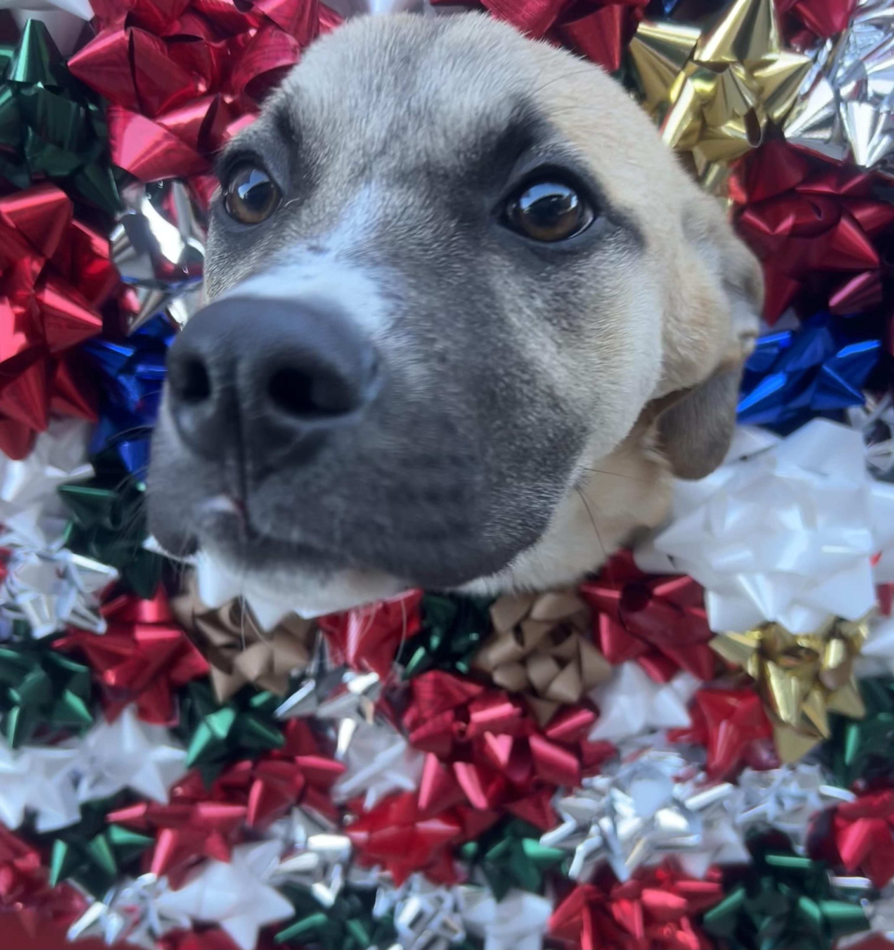 Wanda Sue, a Adoptable mixed breed in Phoenix, AZ image 3/6