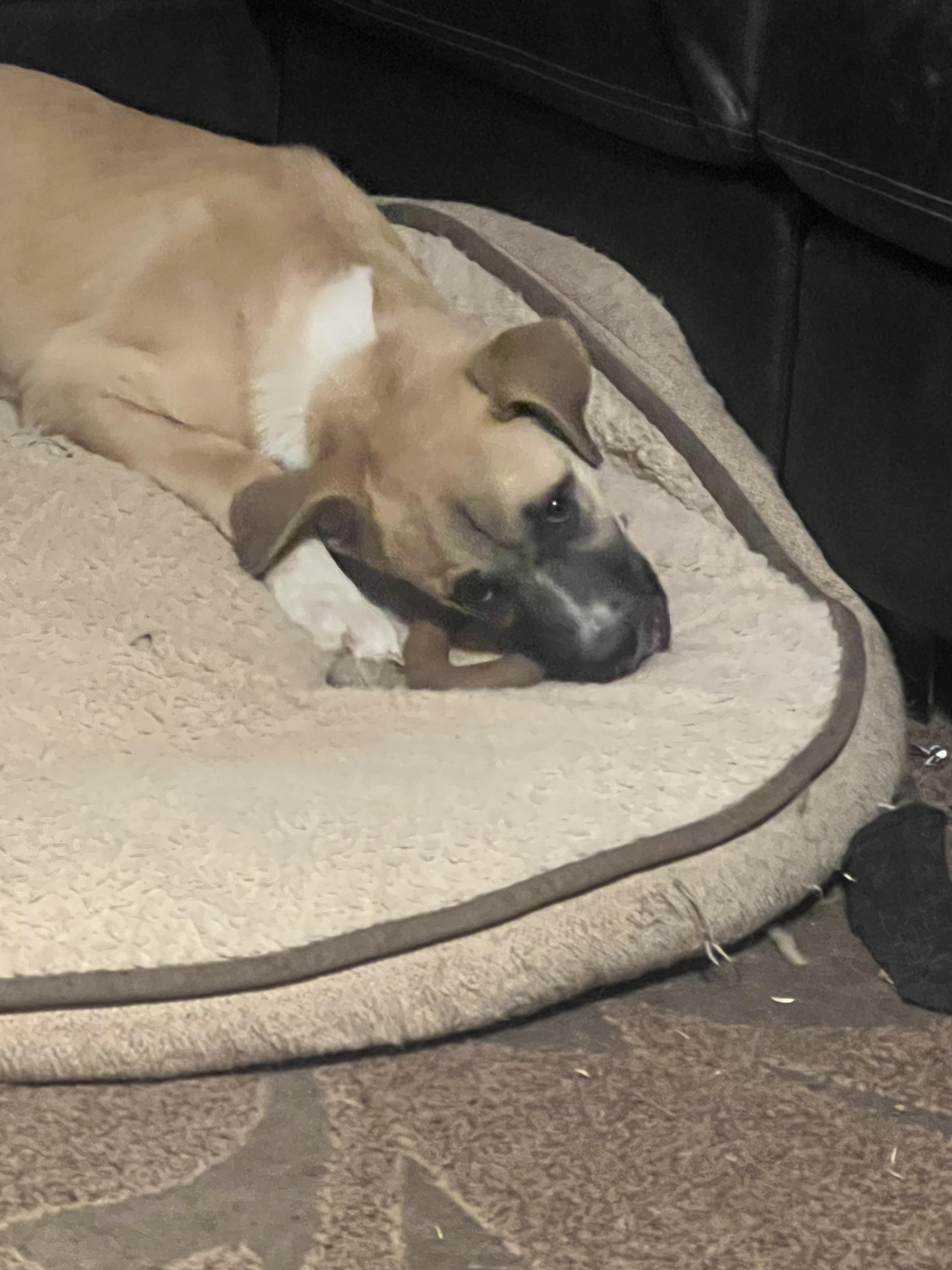 Wanda Sue, a Adoptable mixed breed in Phoenix, AZ image 4/6