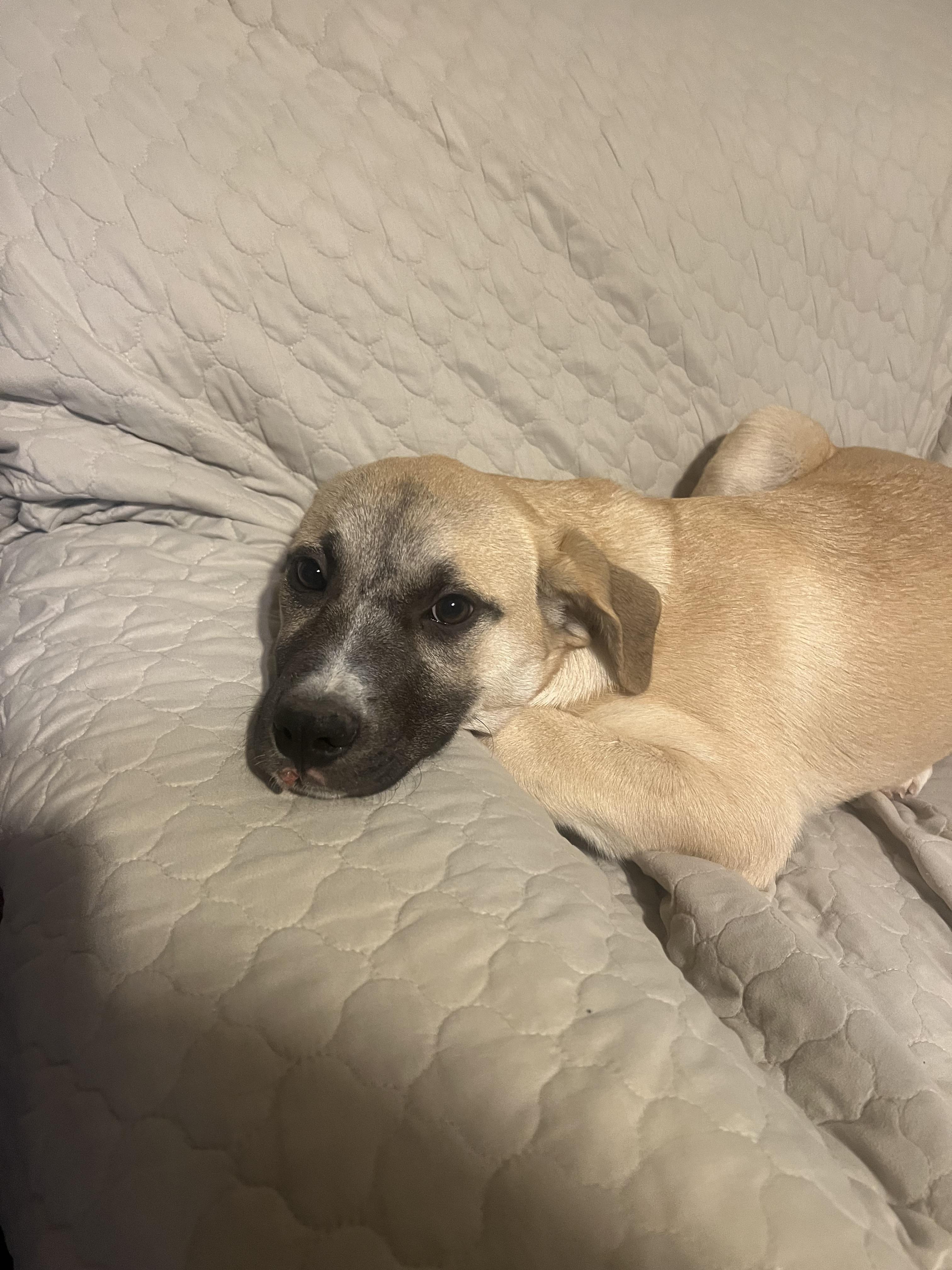 Wanda Sue, Adoptable, Young Female Great Pyrenees.