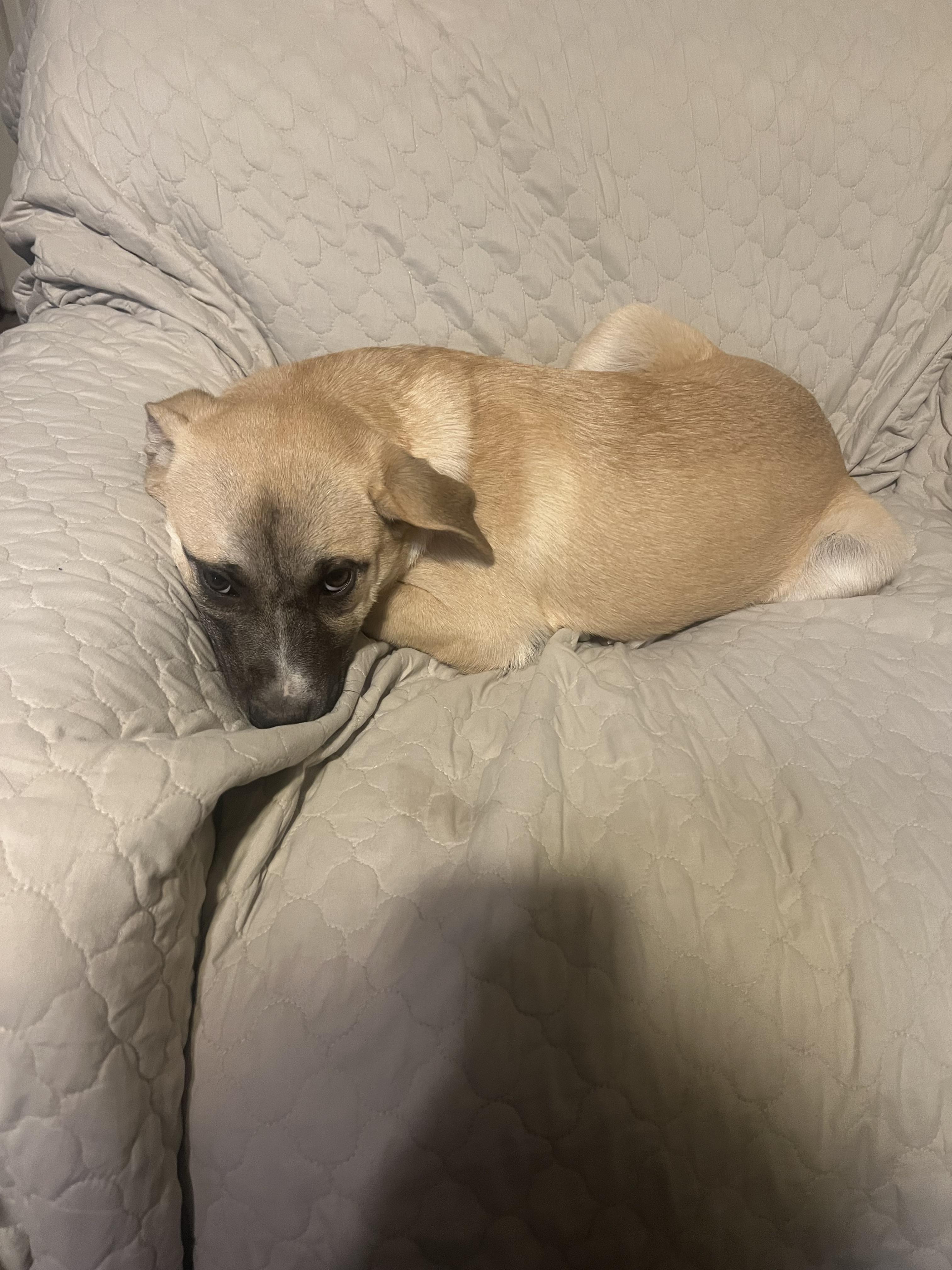 Wanda Sue, a Adoptable mixed breed in Phoenix, AZ image 6/6