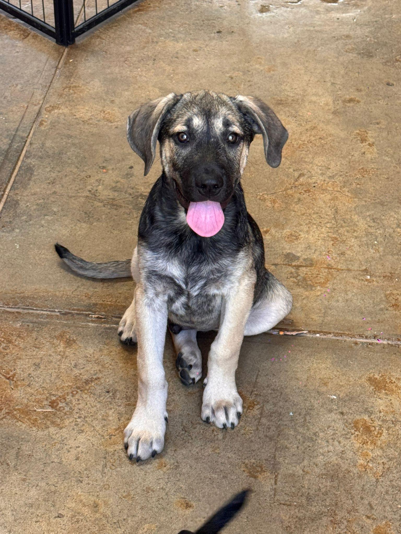 Enlarge Bob, an adopted mixed breed in Virginia Beach, VA image 2/5