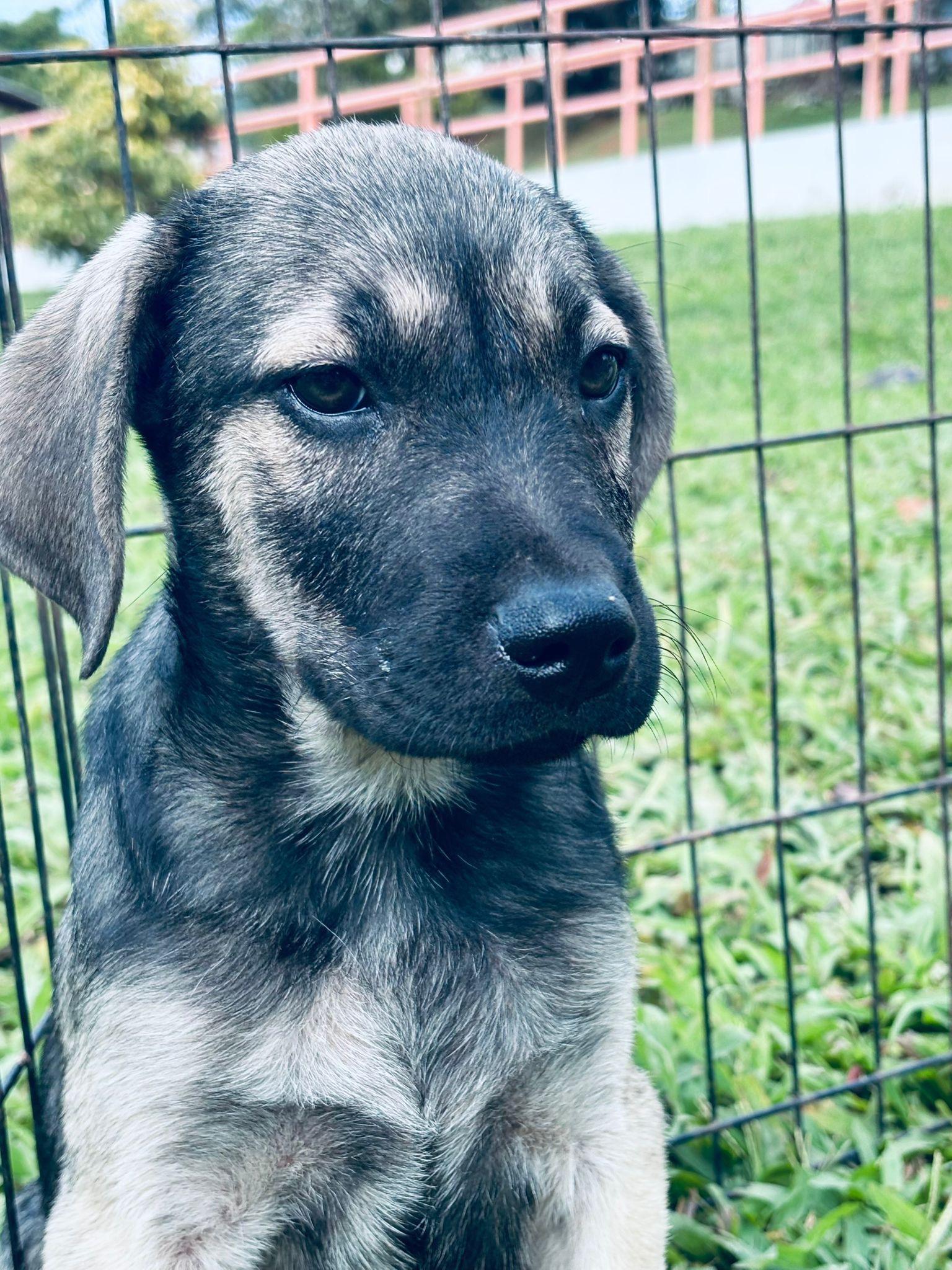 Enlarge Bob, an adopted mixed breed in Virginia Beach, VA image 4/5