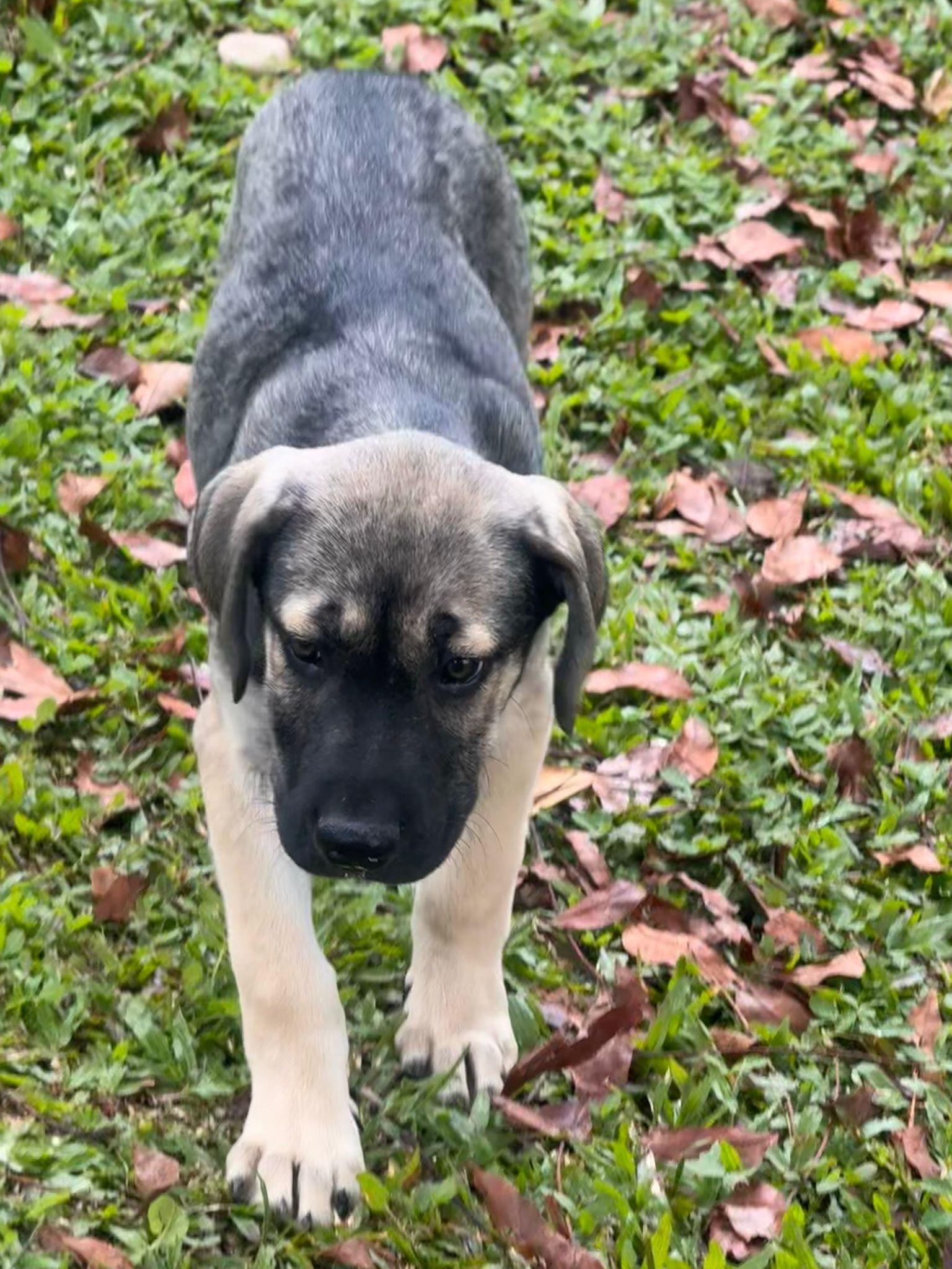 Enlarge Bob, an adopted mixed breed in Virginia Beach, VA image 3/5