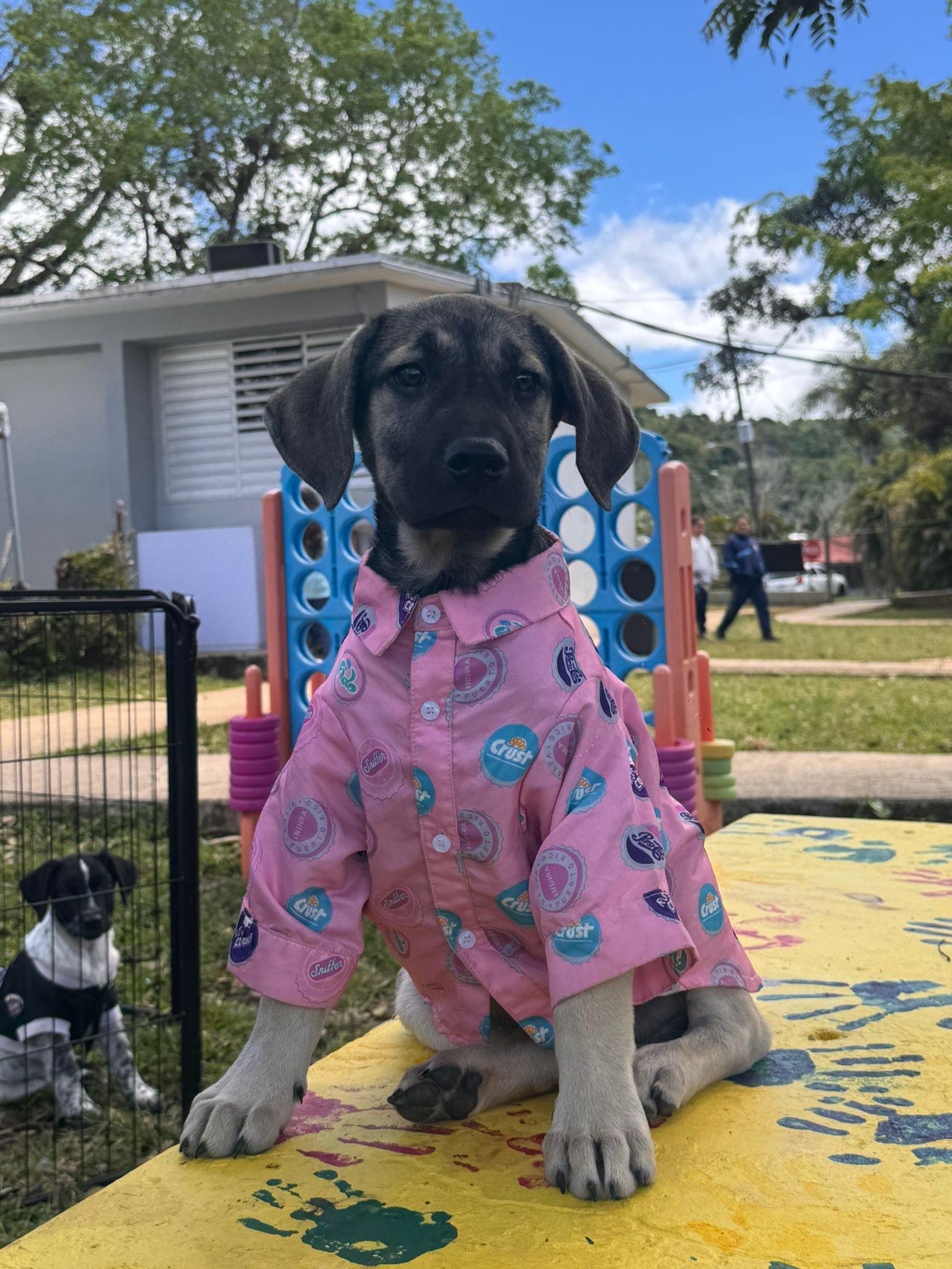 Bob, adopted, Young Male Shepherd.