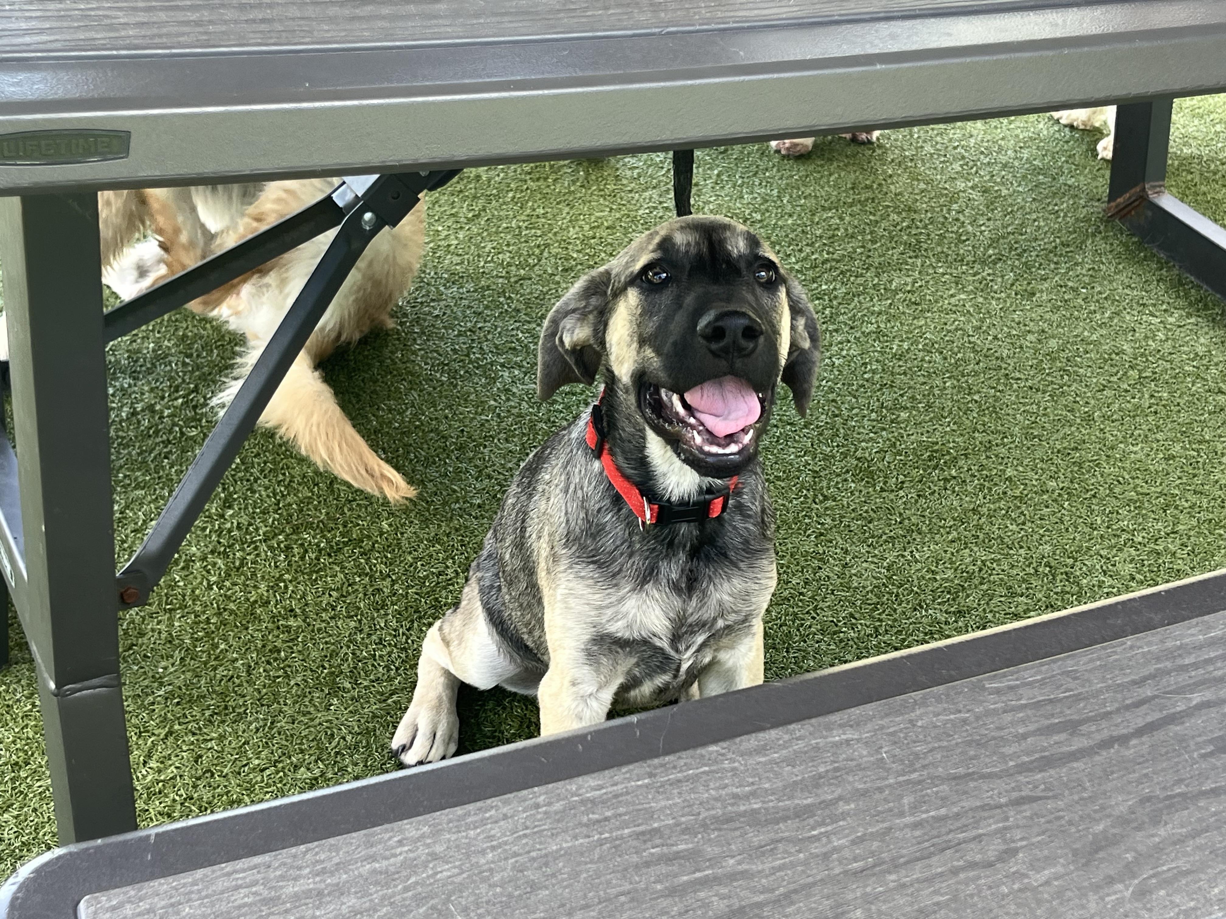 Enlarge Bob, an adopted mixed breed in Virginia Beach, VA image 5/5
