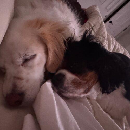 Dude C 26002, Adoptable, Young Male Cavalier King Charles Spaniel.