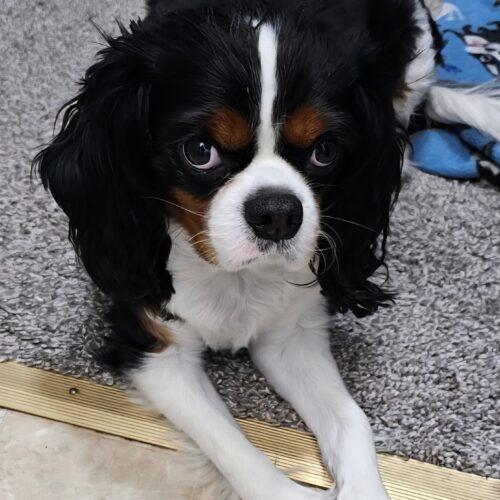 Enlarge Dude C 26002, a Adoptable Cavalier King Charles Spaniel in Parker, CO image 2/4