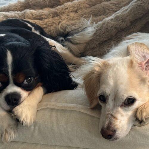 Enlarge Dude C 26002, a Adoptable Cavalier King Charles Spaniel in Parker, CO image 3/4