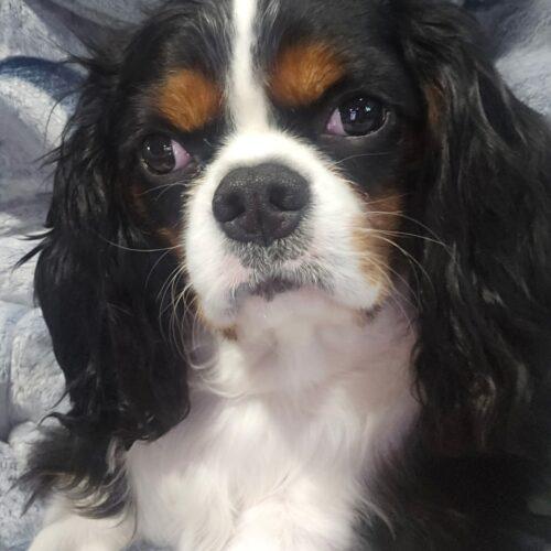 Enlarge Dude C 26002, a Adoptable Cavalier King Charles Spaniel in Parker, CO image 4/4