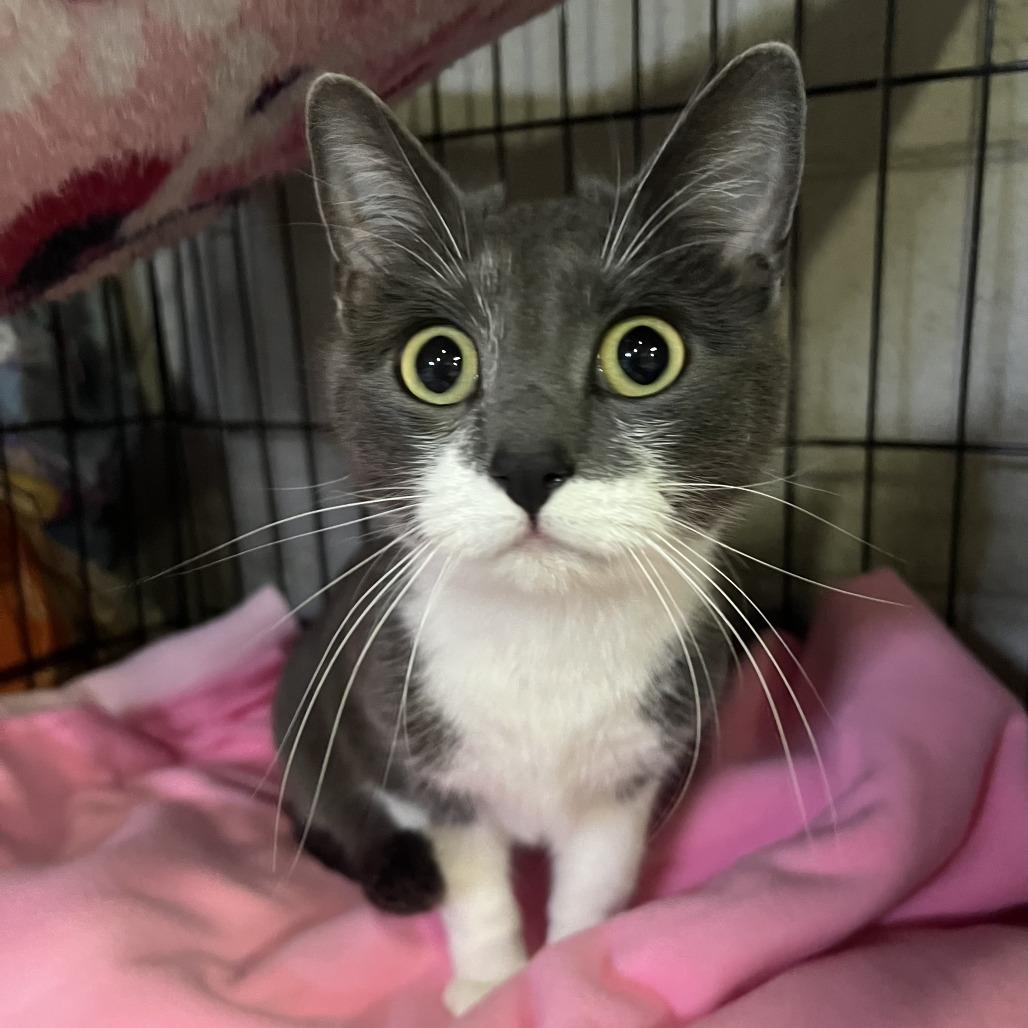 Lovey, Adoptable, Adult Female Domestic Short Hair.