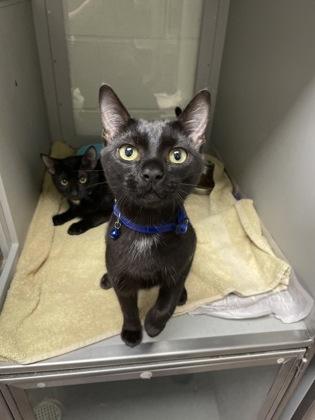Sylvester, Adoptable, Young Male Domestic Short Hair & Domestic Short Hair.