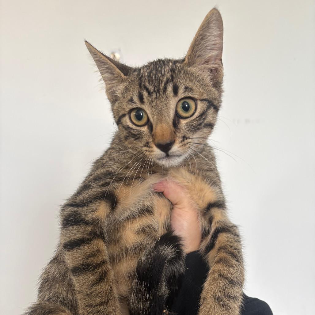 Banjo, Adoptable, Kitten Male Domestic Short Hair.