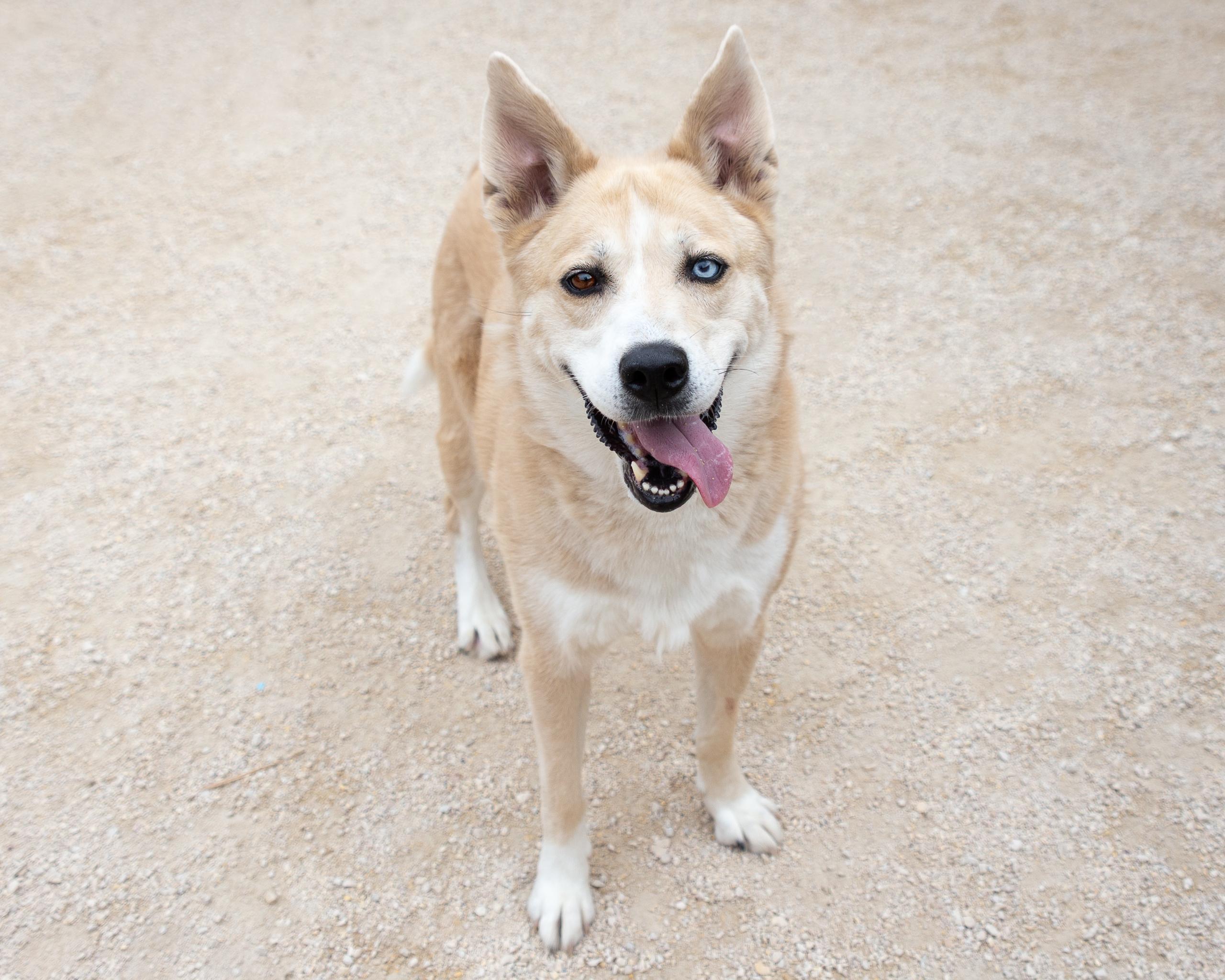Sasha, an adoptable Siberian Husky in Winnipeg, MB, R3E 3N8 | Photo Image 5