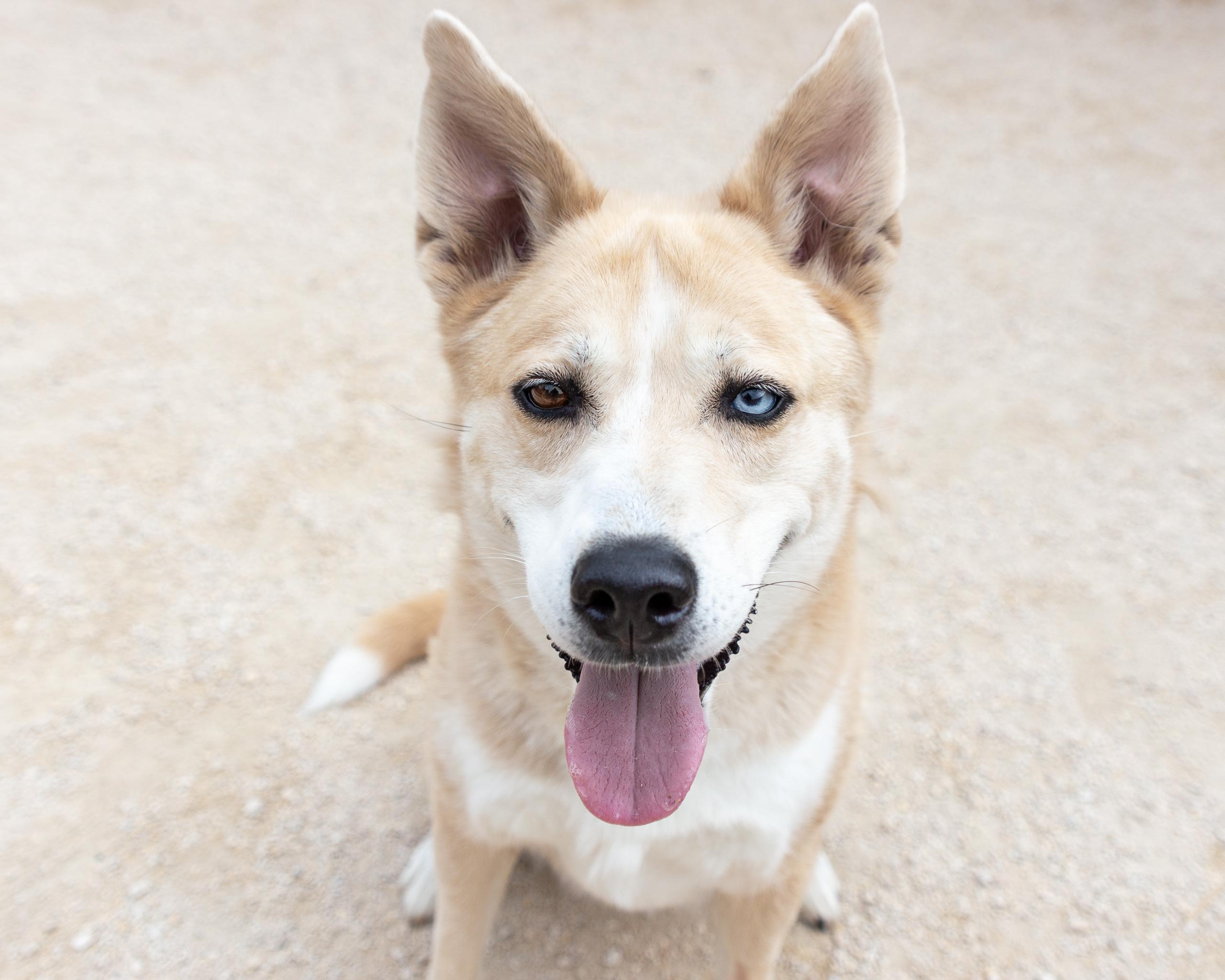 Sasha, an adoptable Siberian Husky in Winnipeg, MB, R3E 3N8 | Photo Image 1