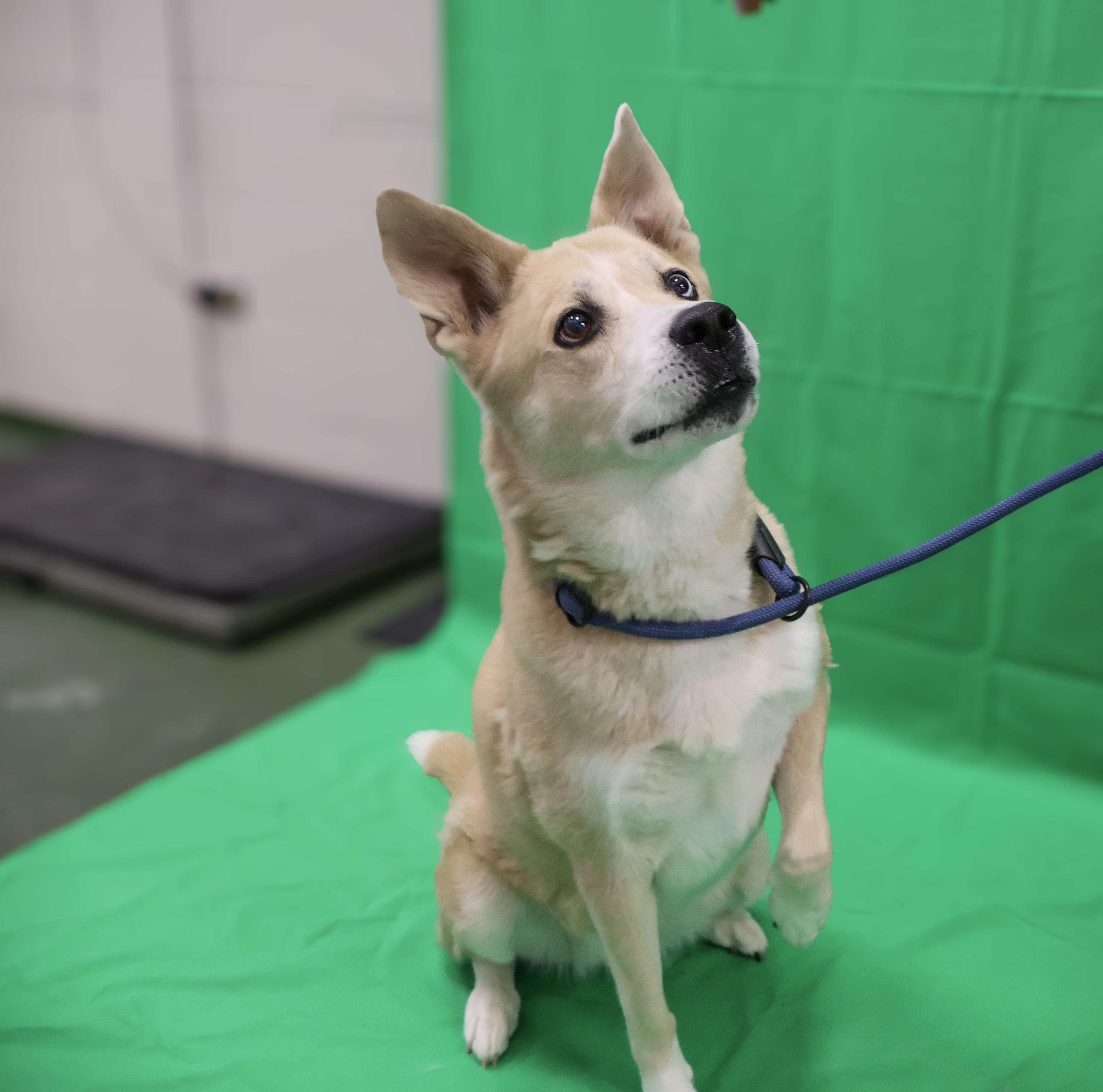 Sasha, an adoptable Siberian Husky in Winnipeg, MB, R3E 3N8 | Photo Image 2