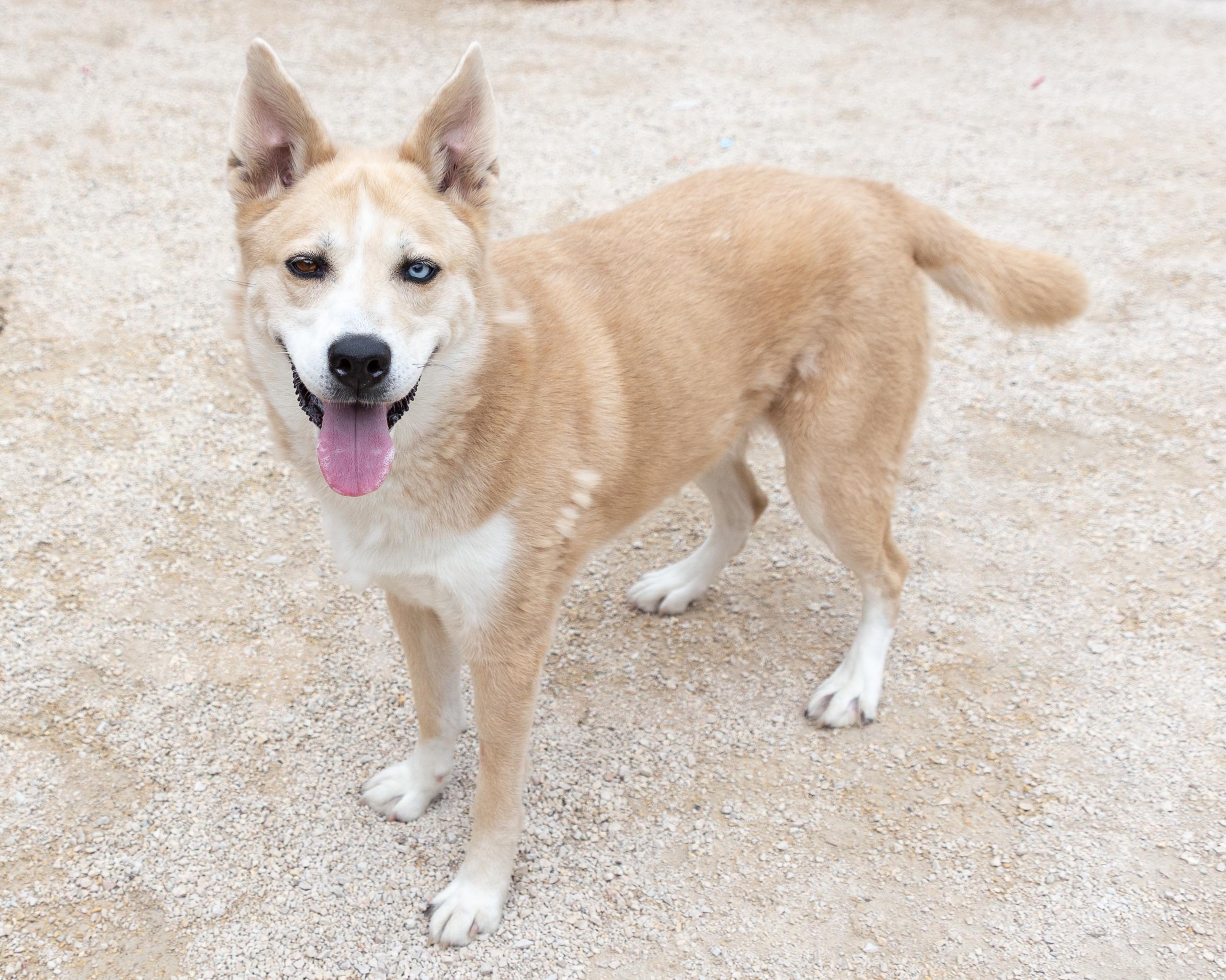 Sasha, an adoptable Siberian Husky in Winnipeg, MB, R3E 3N8 | Photo Image 4