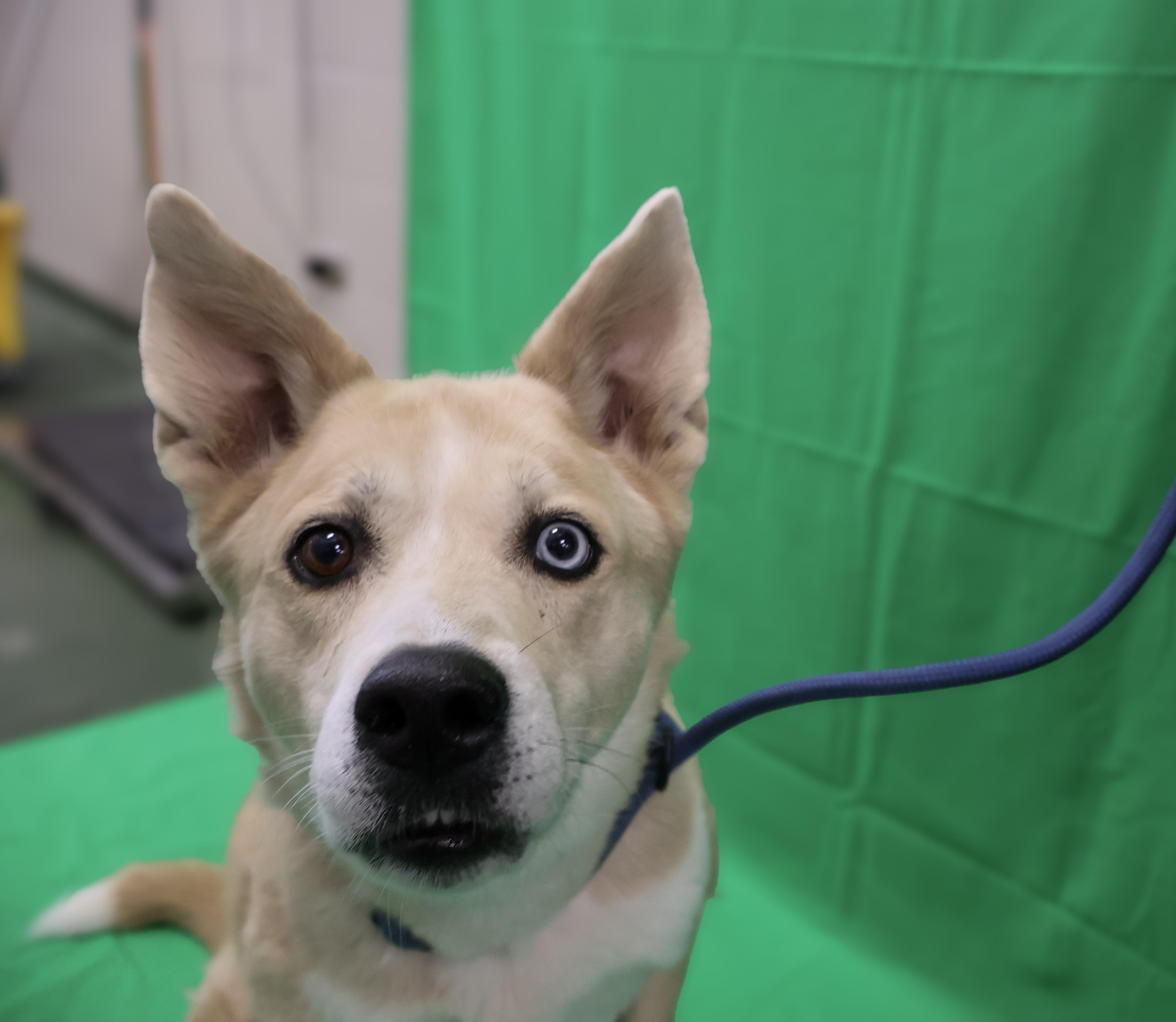 Sasha, an adoptable Siberian Husky in Winnipeg, MB, R3E 3N8 | Photo Image 3