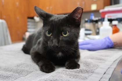 Enlarge Raven, a Adoptable mixed breed in Scottsdale, AZ image 1/1