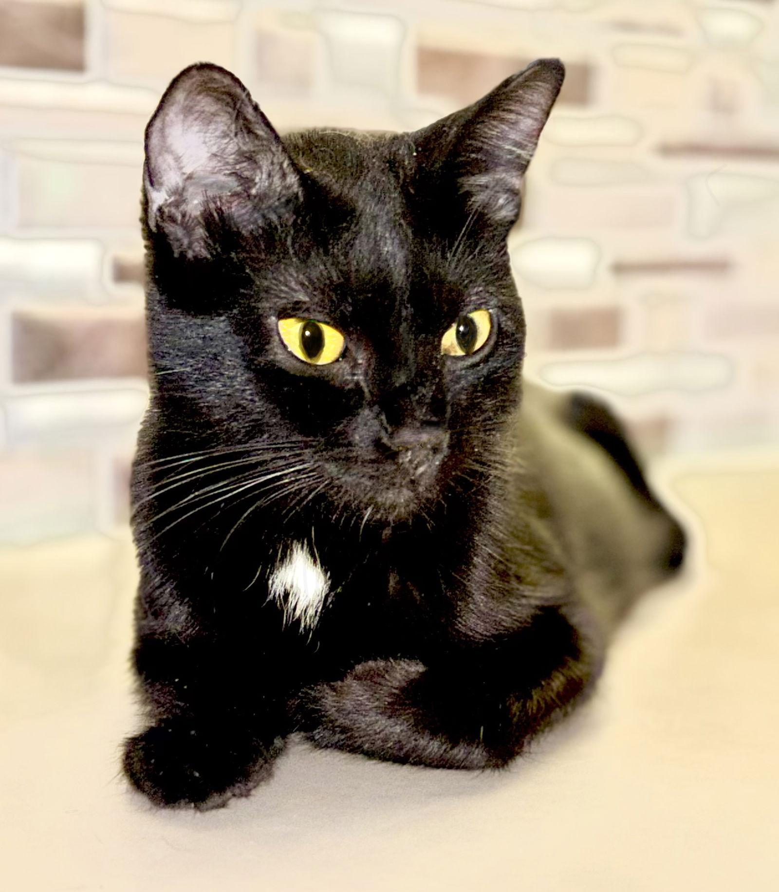 Enlarge Ceridwen, a Adoptable Domestic Short Hair in Minneapolis, MN image 1/1