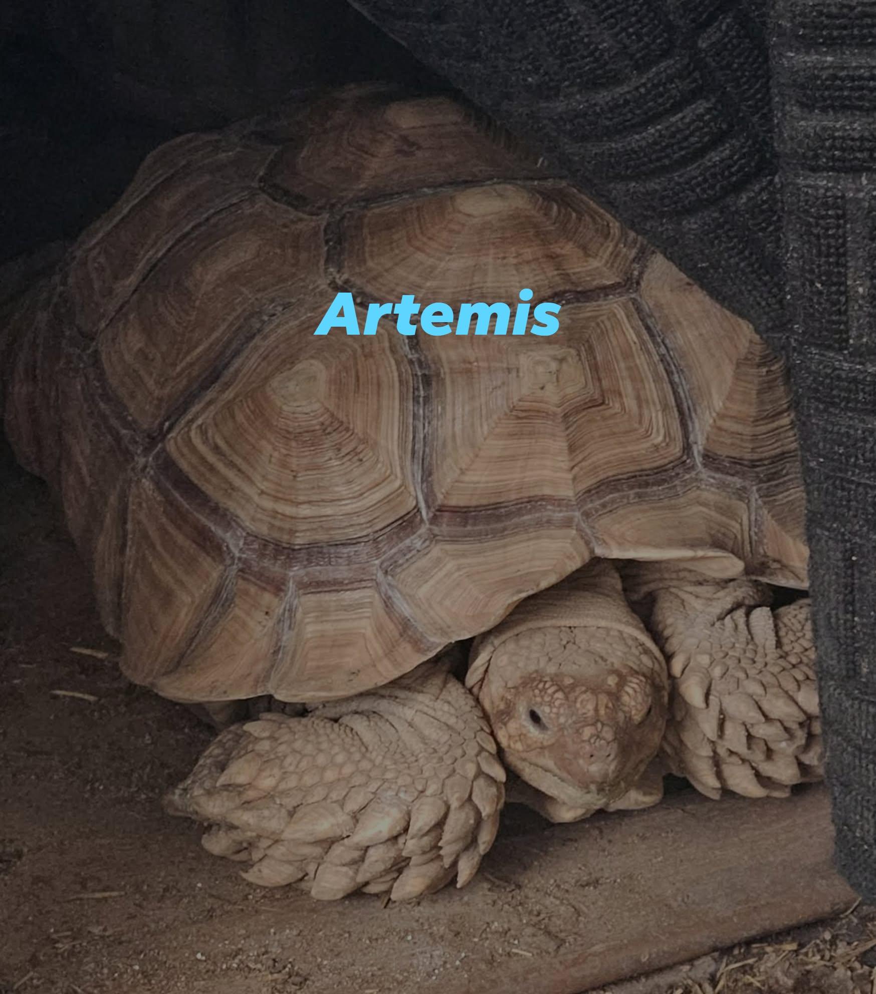 Enlarge Artemis, a ADOPTABLE Sulcata in Huntersville, NC image 2/3