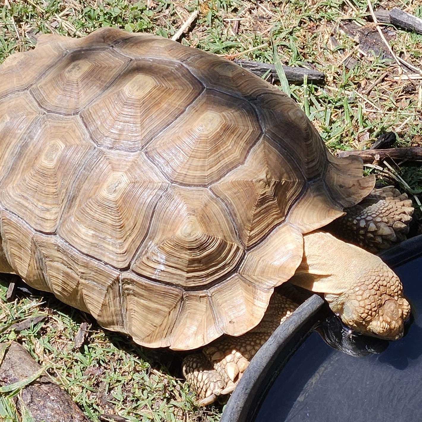Enlarge Artemis, a ADOPTABLE Sulcata in Huntersville, NC image 3/3