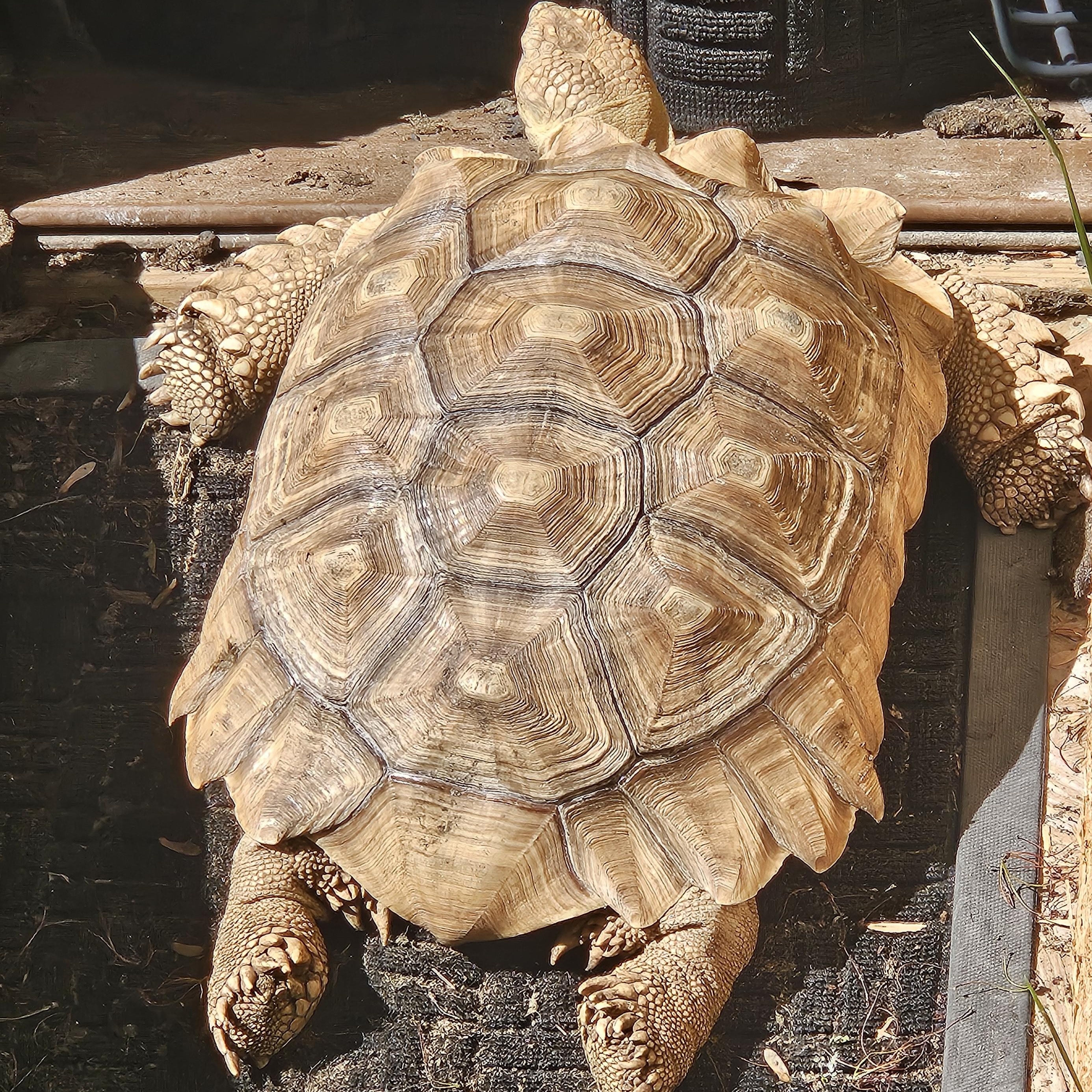 Artemis, ADOPTABLE, Young Unknown Sulcata.