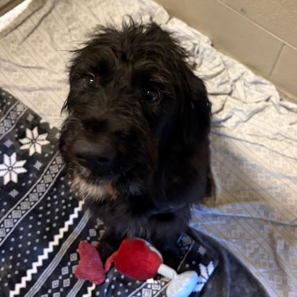 Go Lucky, Adoptable, Young Male Schnauzer & Mixed Breed.