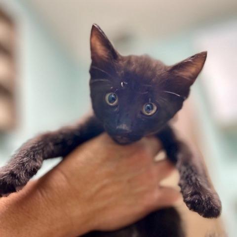 Midnight, Adoptable, Young Male Domestic Short Hair.