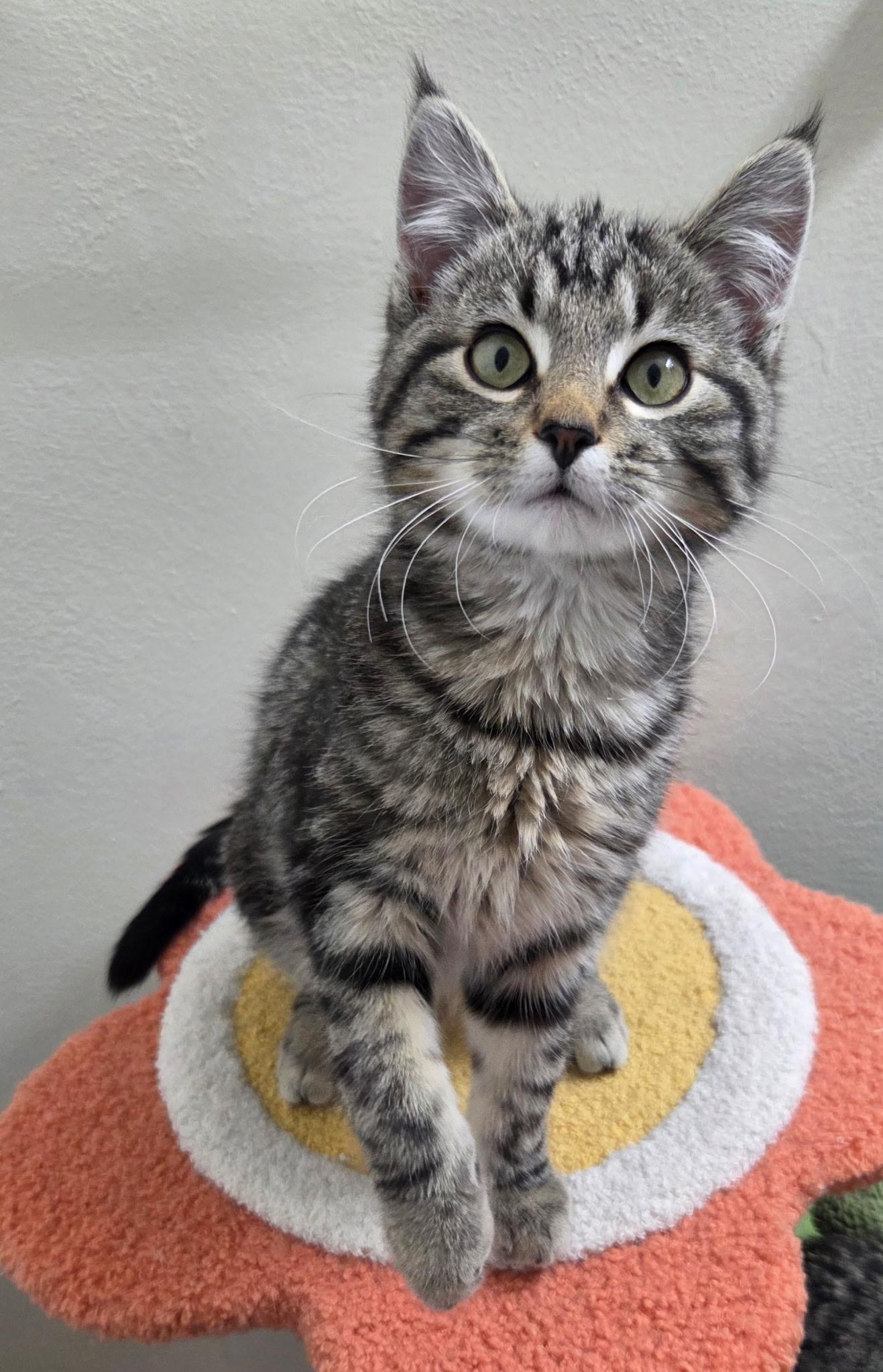 Enlarge Elliot & Finn, an adopted Tabby in High Ridge, MO image 4/5