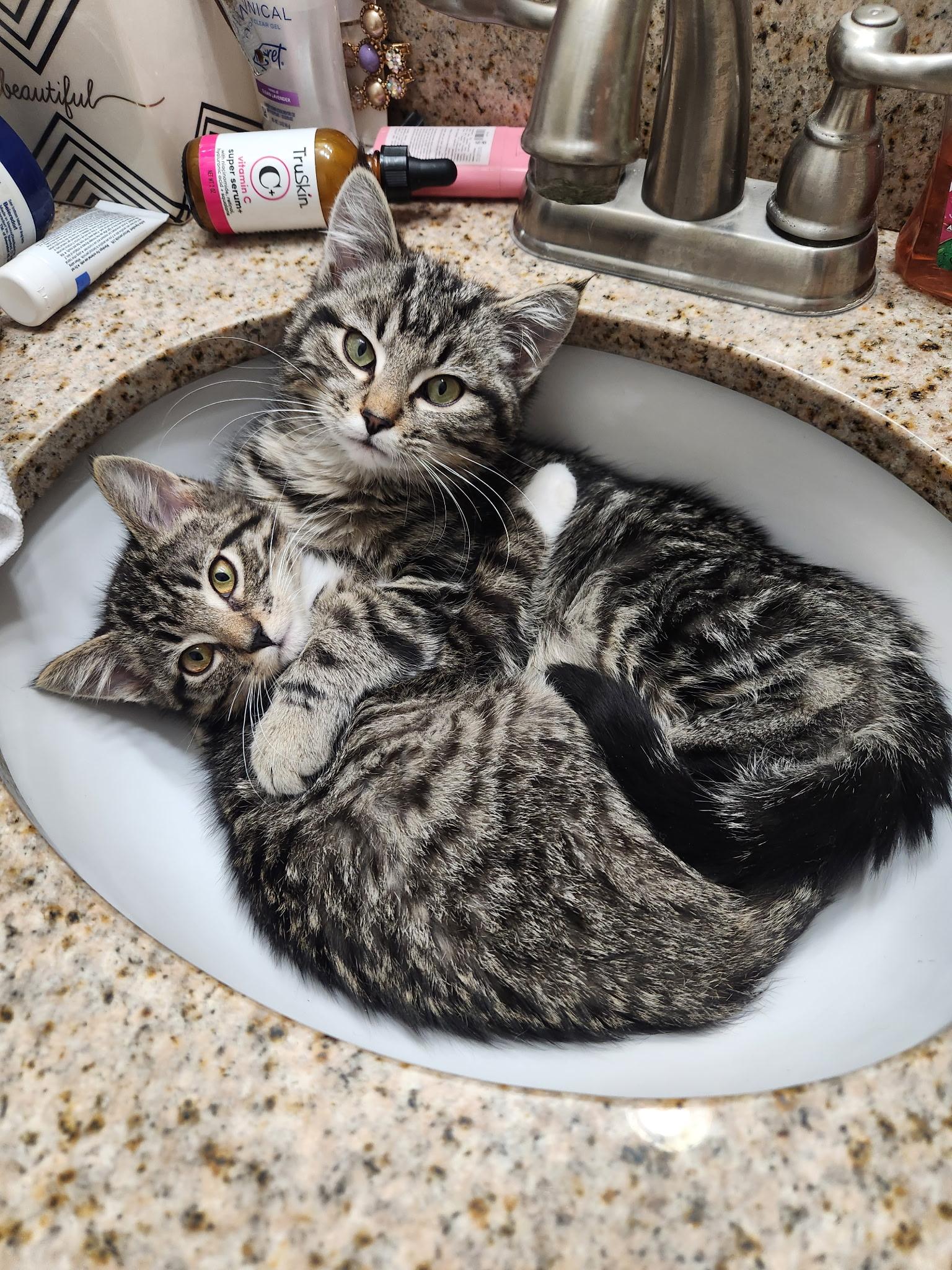 Enlarge Elliot & Finn, an adopted Tabby in High Ridge, MO image 5/5