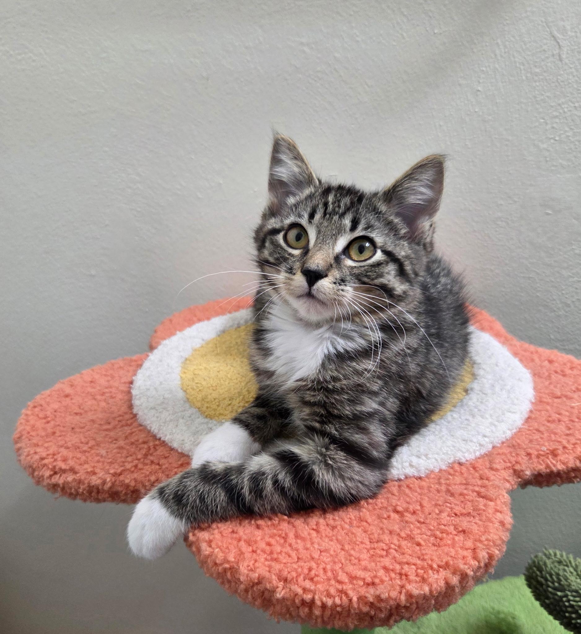 Enlarge Elliot & Finn, an adopted Tabby in High Ridge, MO image 3/5