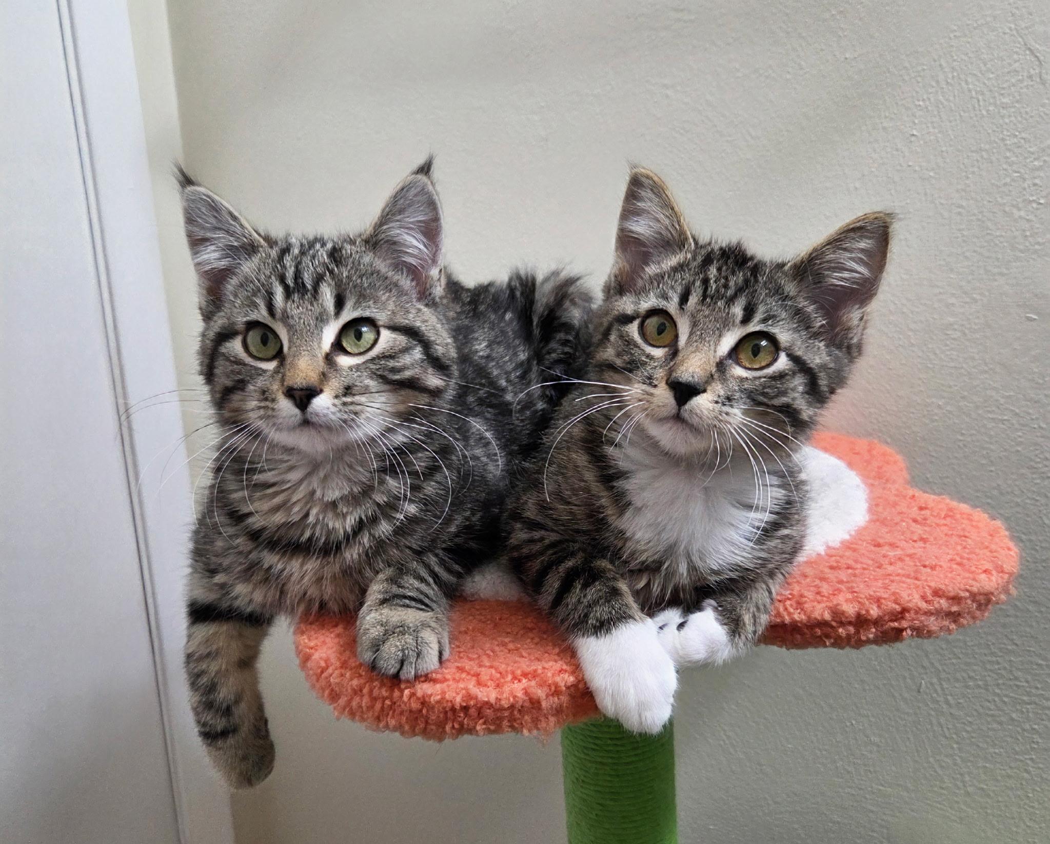 Enlarge Elliot & Finn, an adopted Tabby in High Ridge, MO image 2/5