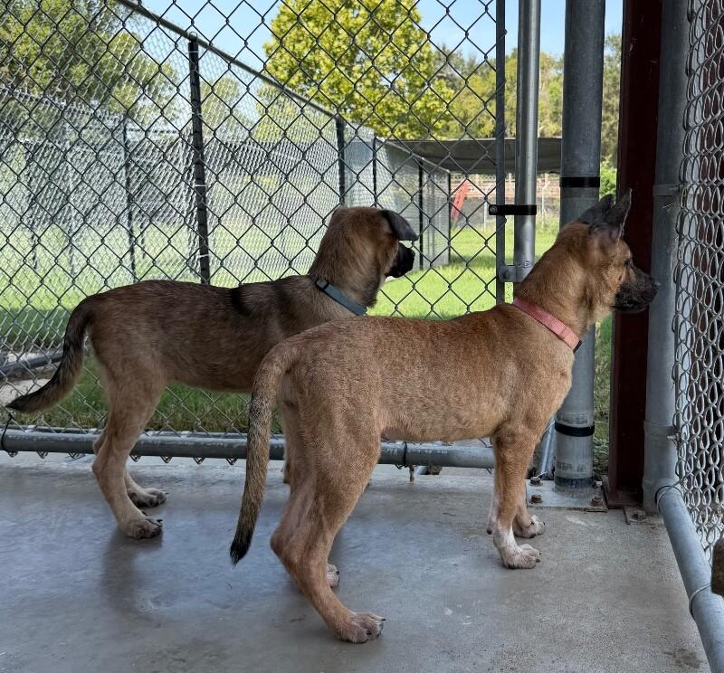 Enlarge Jam, a Adoptable mixed breed in Katy, TX image 1/6