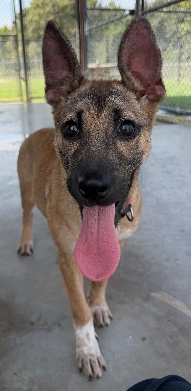 Enlarge Jam, a Adoptable mixed breed in Katy, TX image 2/6