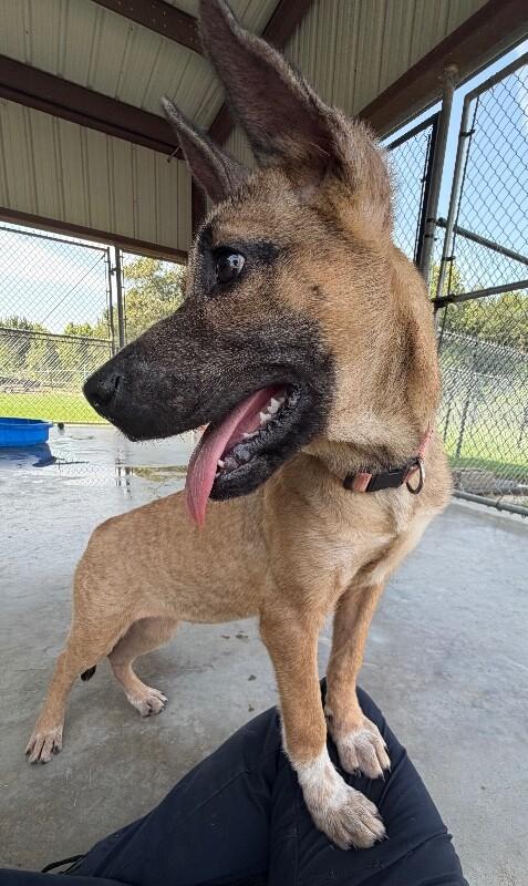 Enlarge Jam, a Adoptable mixed breed in Katy, TX image 3/6