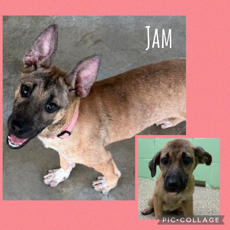 Enlarge Jam, a Adoptable mixed breed in Katy, TX image 4/6