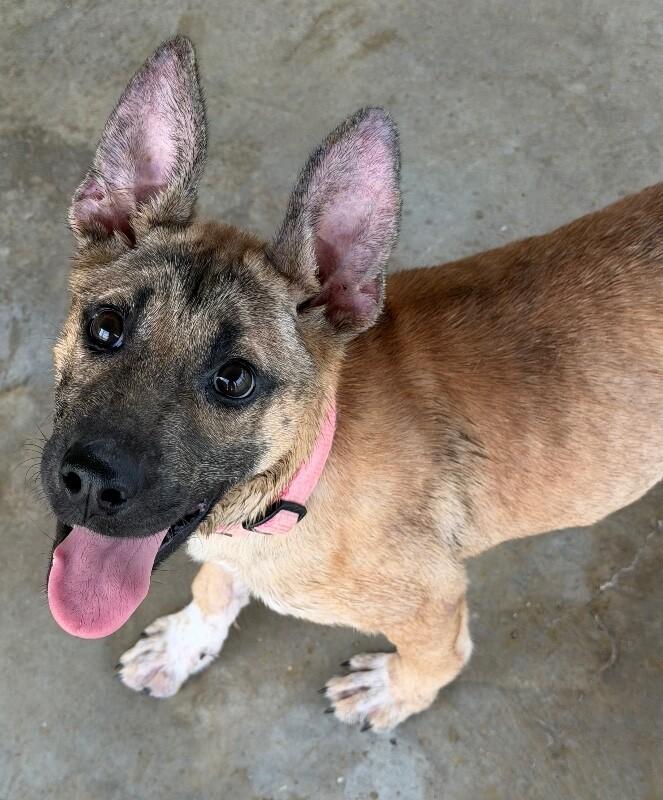 Enlarge Jam, a Adoptable mixed breed in Katy, TX image 5/6