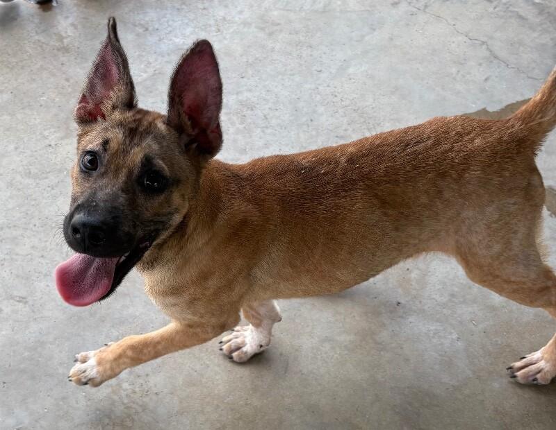 Enlarge Jam, a Adoptable mixed breed in Katy, TX image 6/6