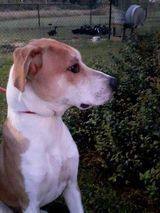 Enlarge Jamie, a Adopted mixed breed in Pikeville, NC image 1/3