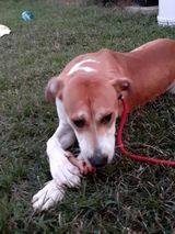 Enlarge Jamie, a Adopted mixed breed in Pikeville, NC image 2/3