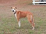 Enlarge Jamie, a Adopted mixed breed in Pikeville, NC image 3/3