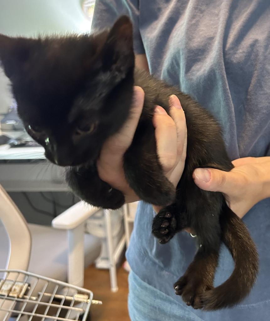 Raven, Adoptable, Young Female Domestic Short Hair.