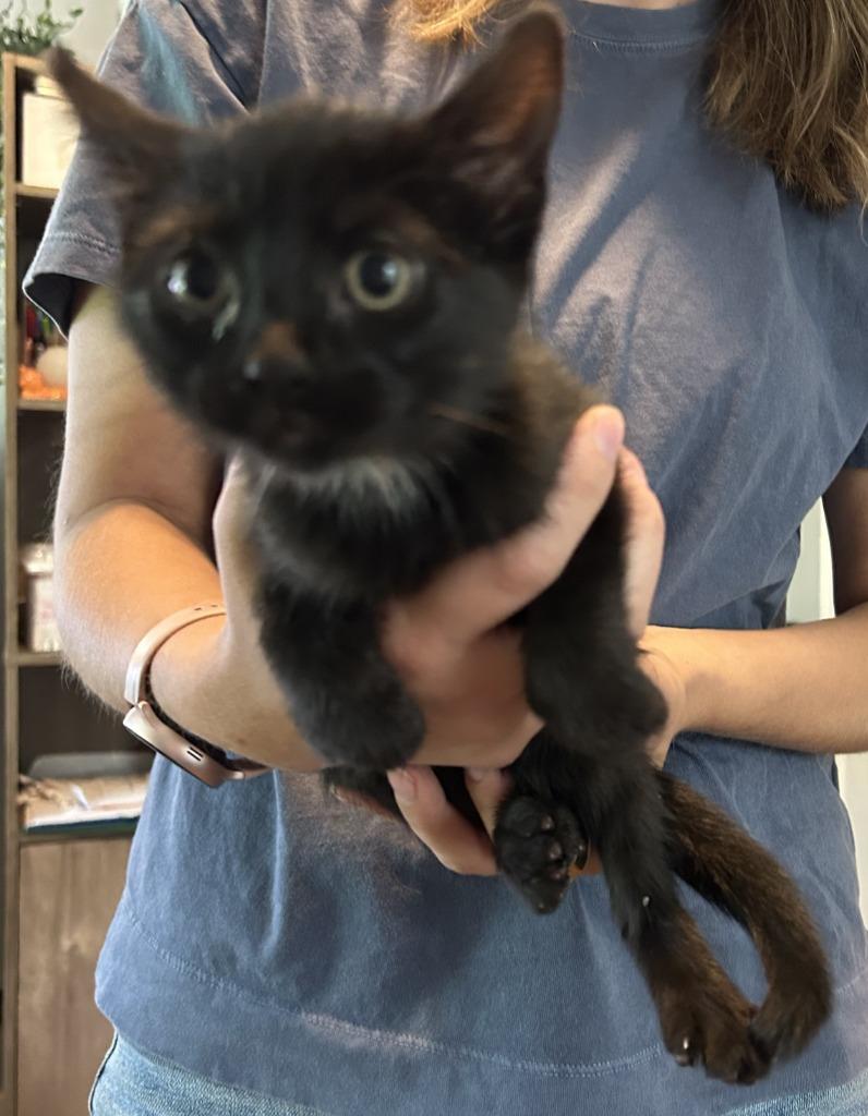 Enlarge Raven, a Adoptable mixed breed in Owatonna, MN image 2/5