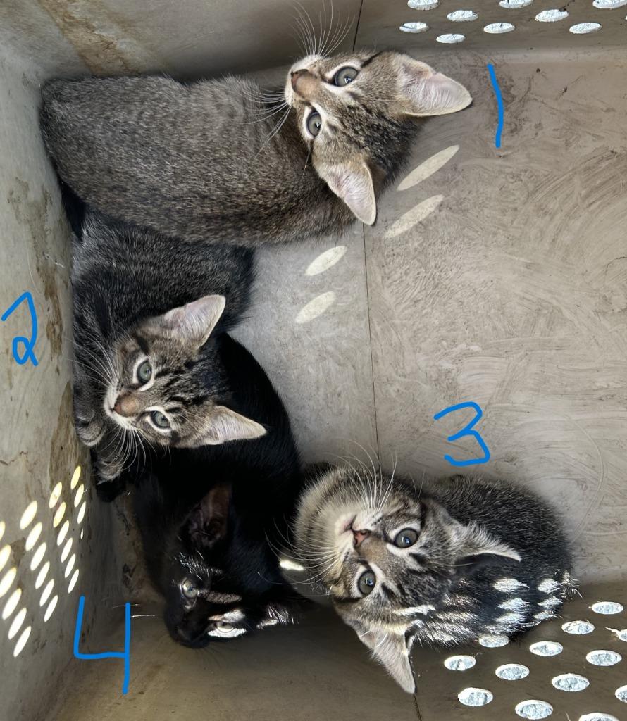 Enlarge Raven, a Adoptable mixed breed in Owatonna, MN image 3/5