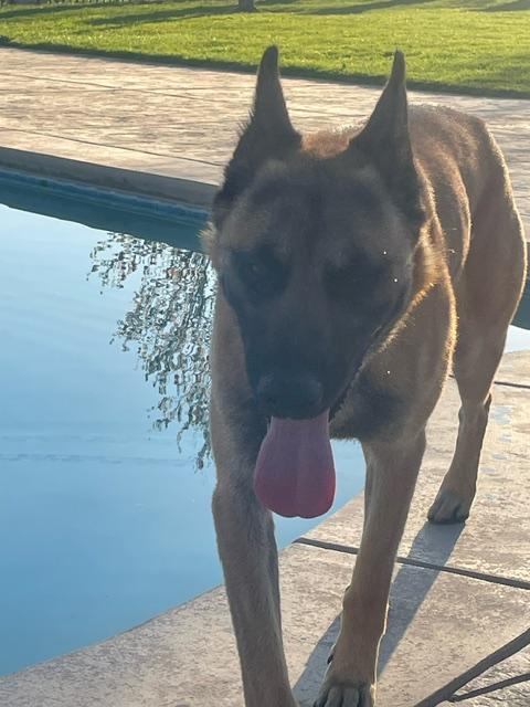 Enlarge CS Bruno, a Adoptable Belgian Shepherd / Malinois in Vancouver, WA image 1/6