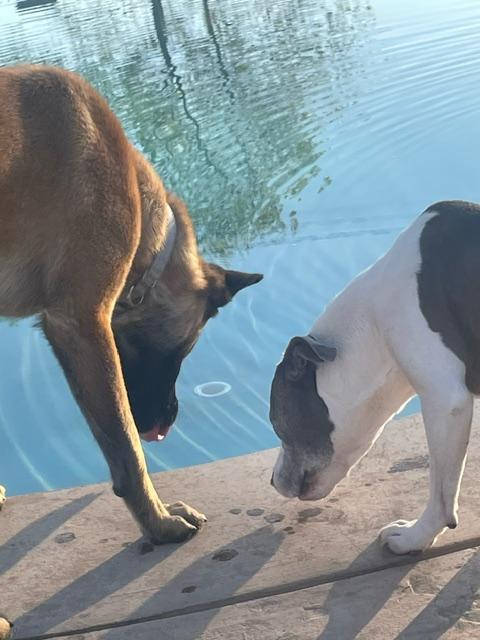 Enlarge CS Bruno, a Adoptable Belgian Shepherd / Malinois in Vancouver, WA image 2/6