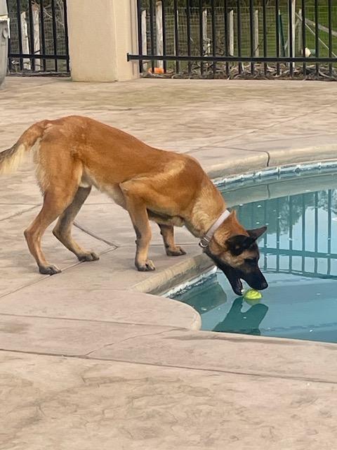 Enlarge CS Bruno, a Adoptable Belgian Shepherd / Malinois in Vancouver, WA image 3/6